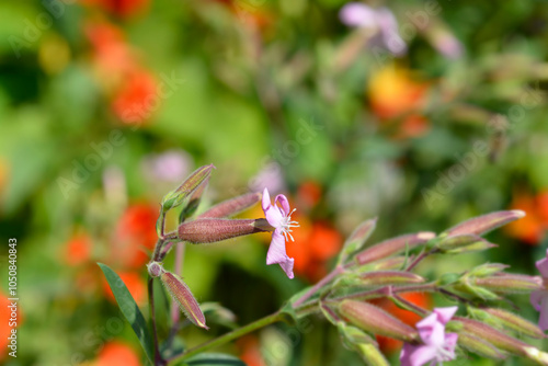 Soapwort Max Frei flower photo