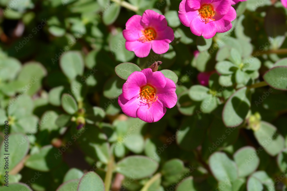 Moss-rose purslane flowers Moss-rose purslane flowers