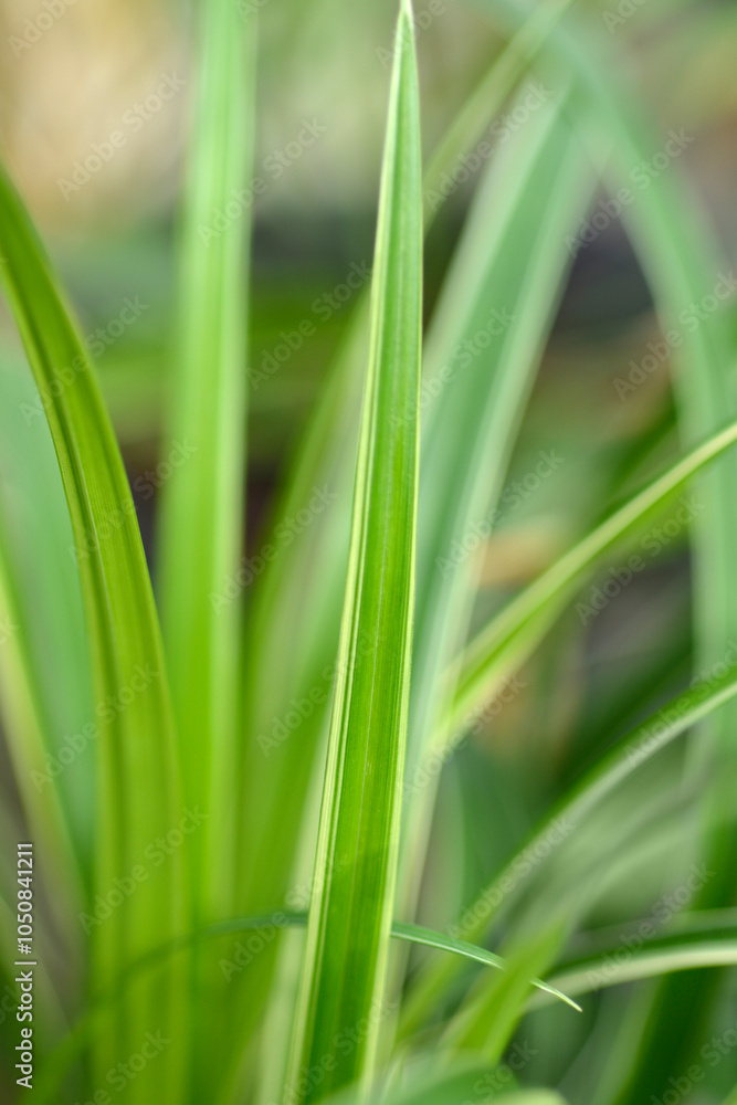 Sedge Ice Dance leaves
