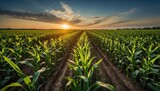 Green corn field in the setting sun