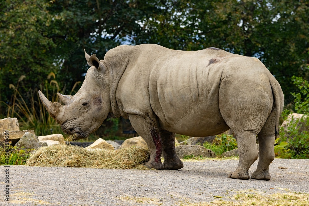 Fototapeta premium Rhinoceros in a wildlife park