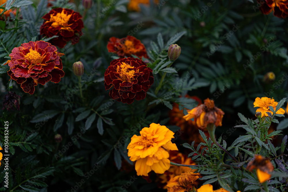 Vibrant marigold flowers in bloom, displaying shades of deep red and bright orange with lush green foliage in a garden setting. Vibrant marigold flowers in bloom, displaying shades of deep red and bright orange with lush green foliage in a garden setting.