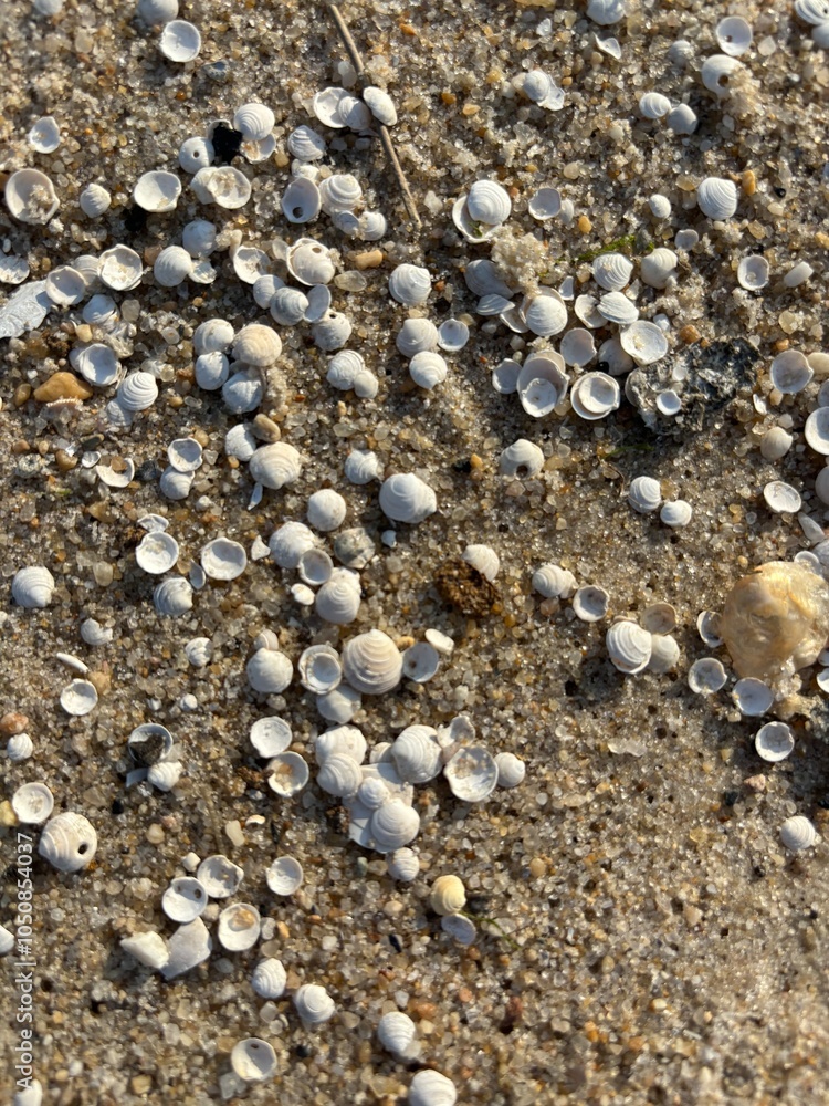 Seashells spread on the sandy beach. Seashells spread on the sandy beach.