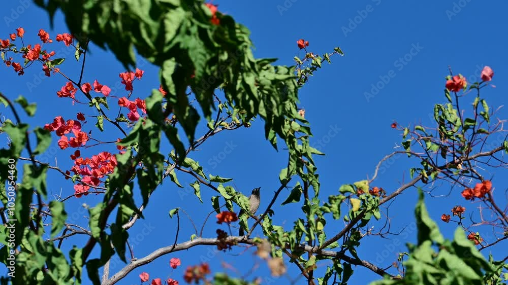 Vibrant pink bougainvillea flowers blooming on a branch with green leaves, set against a deep blue sky on a sunny day.
Vibrant pink bougainvillea flowers blooming on a branch with green leaves, set against a deep blue sky on a sunny day.