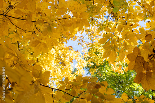 Bright yellow horse chestnut leaves fill the frame, capturing the vibrant colors of autumn against a clear blue sky.