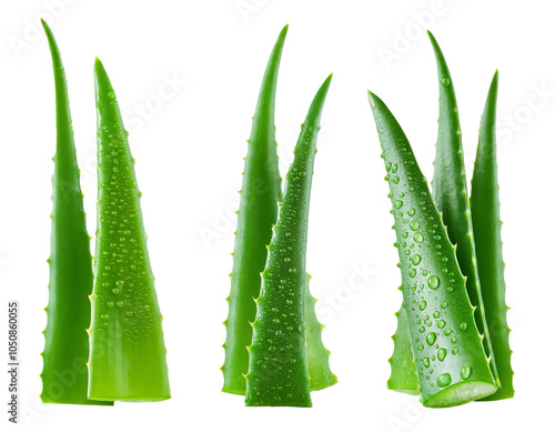 Collection of fresh aloe vera leaves with water drops, isolated on white background
