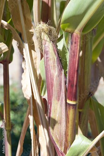 Flint, or Indian Corn, growing on the stalk. Close up on one ear of corn in the husk.