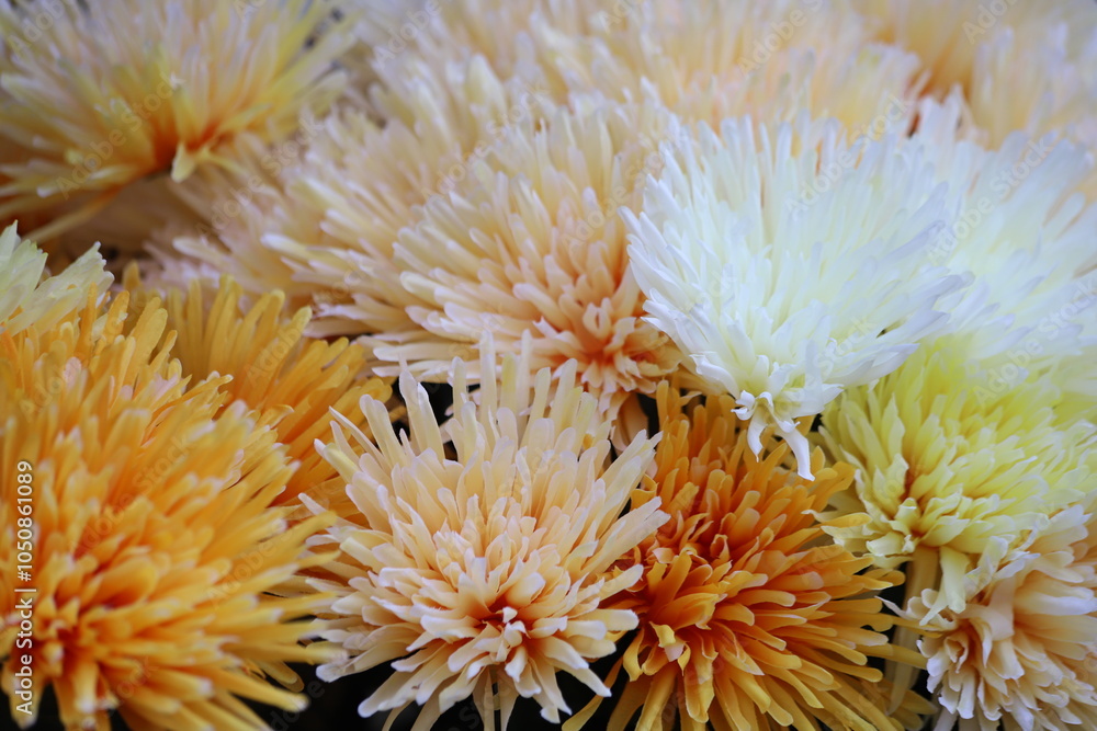Chrysanthemum flowers bloom in autumn in the flower garden. Chrysanthemum flowers bloom in autumn in the flower garden.