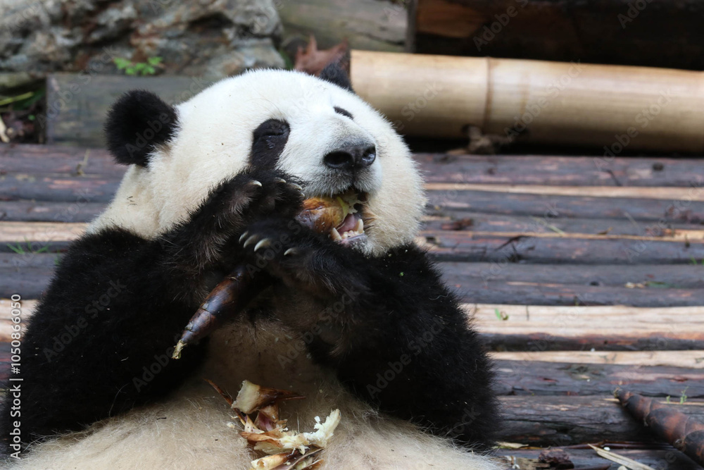 Obraz premium Happy Fluffy Female panda, He Hua aka Hua Hua , Chengdu Panda Base