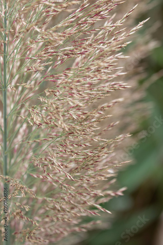 Close up dried grass , Panicum virgatum Dallas Blues, in the park photo