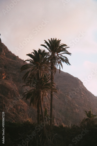 Palmen vor einer felsigen Landschaft bei Sonnenuntergang photo