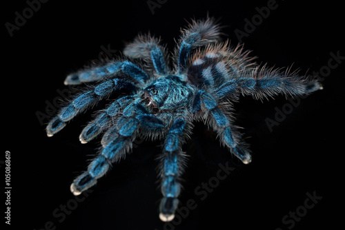 Closeup picture of a blue juvenile of the Antilles pinktoe tarantula or Martinique red tree spider, Caribena (Avicularia) versicolor [Araneae: Theraphosidae], photographed on black background.