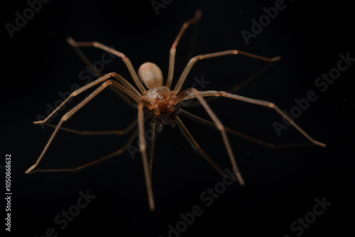 Closeup picture of a male of the Mediterranean recluse spider Loxosceles rufescens (Araneae: Sicariidae), a medically important spider with cytotoxic venom photographed on black background. photo