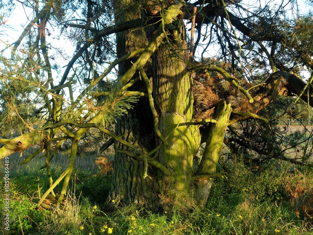 Fototapeta premium Wild plants and a tree