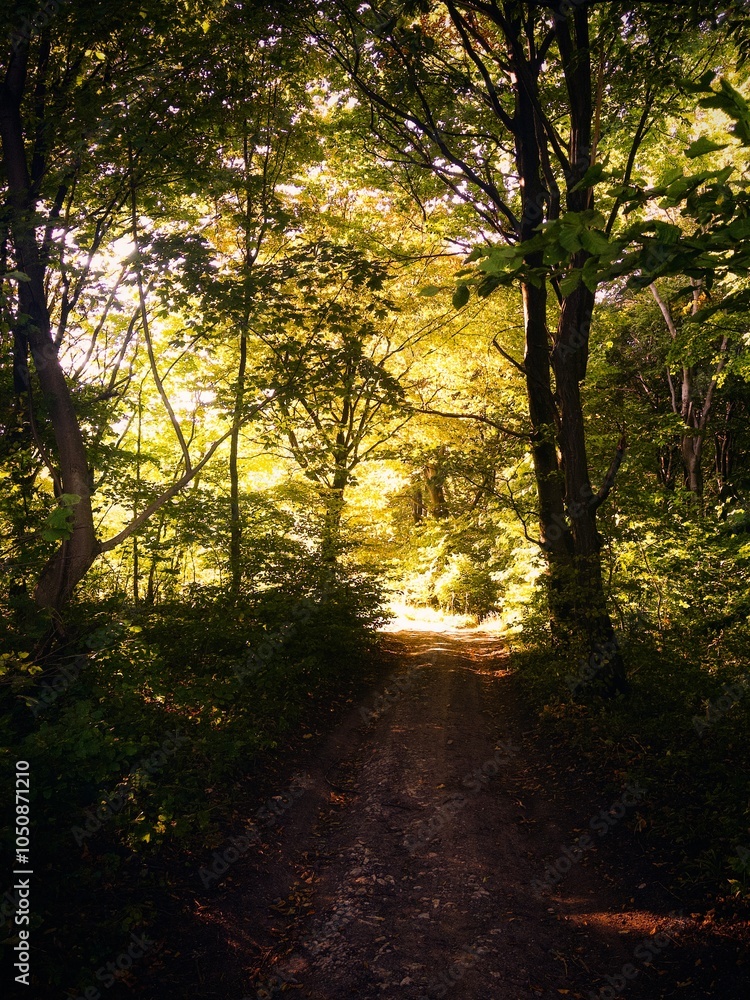 Obraz premium sunset in the forest