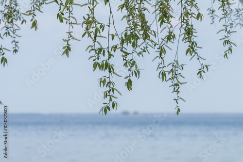 Weeping willow branches hanging over tranquil lake on a hazy day photo