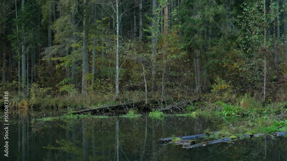 A dense forest with a tranquil water body reflecting trees and fallen logs in the water. A dense forest with a tranquil water body reflecting trees and fallen logs in the water.