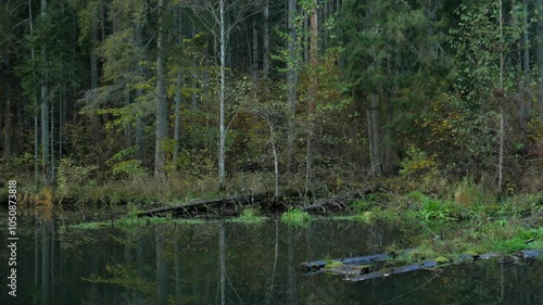 A dense forest with a tranquil water body reflecting trees and fallen logs in the water.
