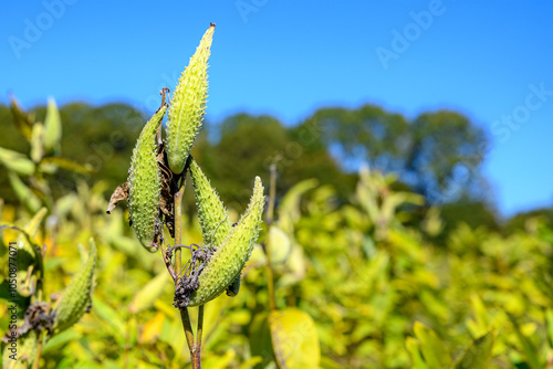 Milkweed pods in a field. photo