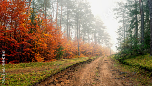 Fototapeta Naklejka Na Ścianę i Meble -  Mglisty; jesienny poranek w lesie na Mazurach.
