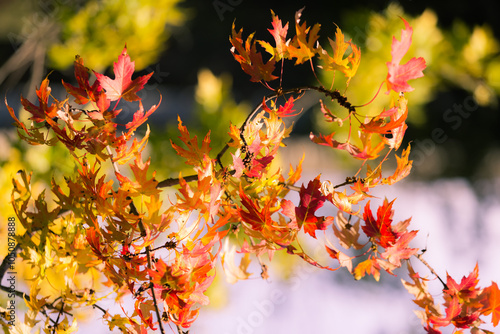 Mesmerizing, beautiful view of autumn colorful tree branches and leafs background, sunny day