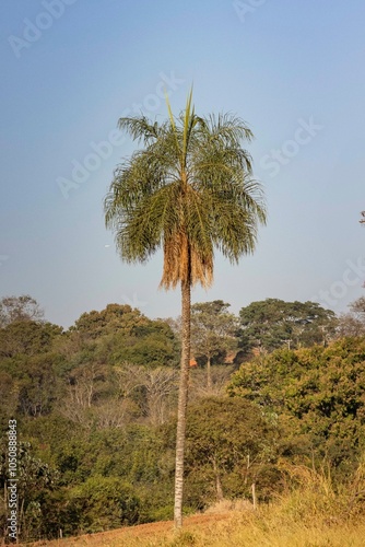 Palmeira Jerivá (Syagrus romanzoffiana) em Paisagem Natural photo