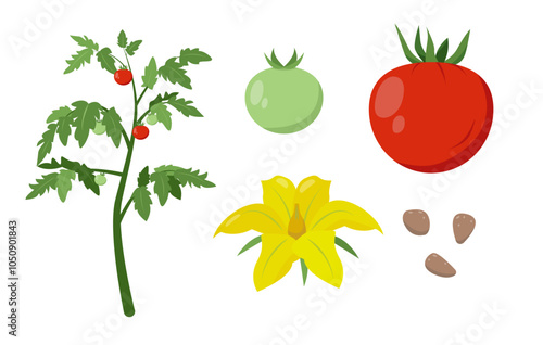 Tomato plant, tomato fruit, flower and seeds. Organic vegetable vegetarian food. Vector icon illustration isolated on white background.