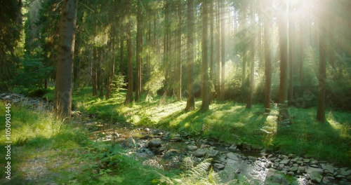 Sunlight filters through tall trees in a serene forest with a stream, early morning. Lush greenery bathed in morning light, creating a serene environment for a peaceful meditation