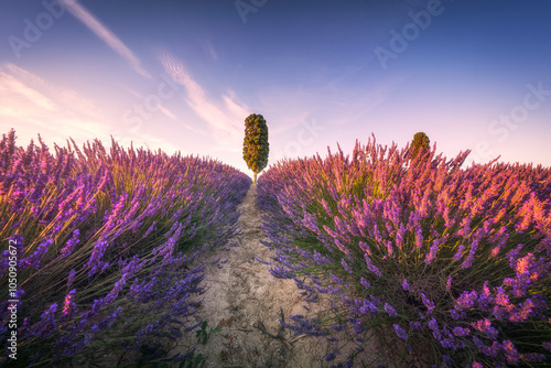 Lavender fields and cypress tree at sunset. Orciano, Tuscany, Pisa, Italy