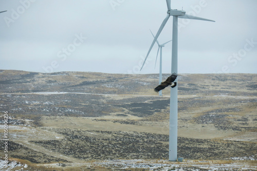 Eagle on windfarm