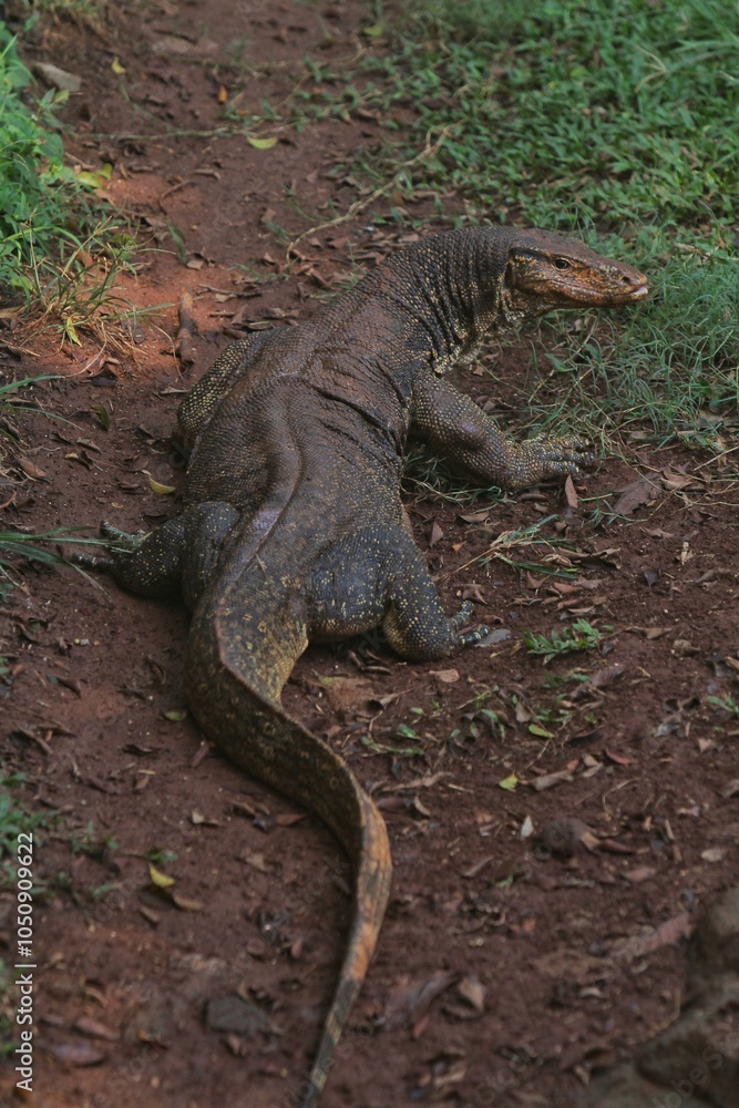 a salvator lizard crawling on the rocks in the morning a salvator lizard crawling on the rocks in the morning