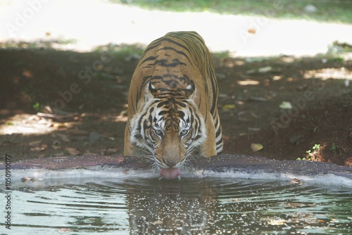 A Sumatran tiger drinking in a pool during the day while looking at the camera photo