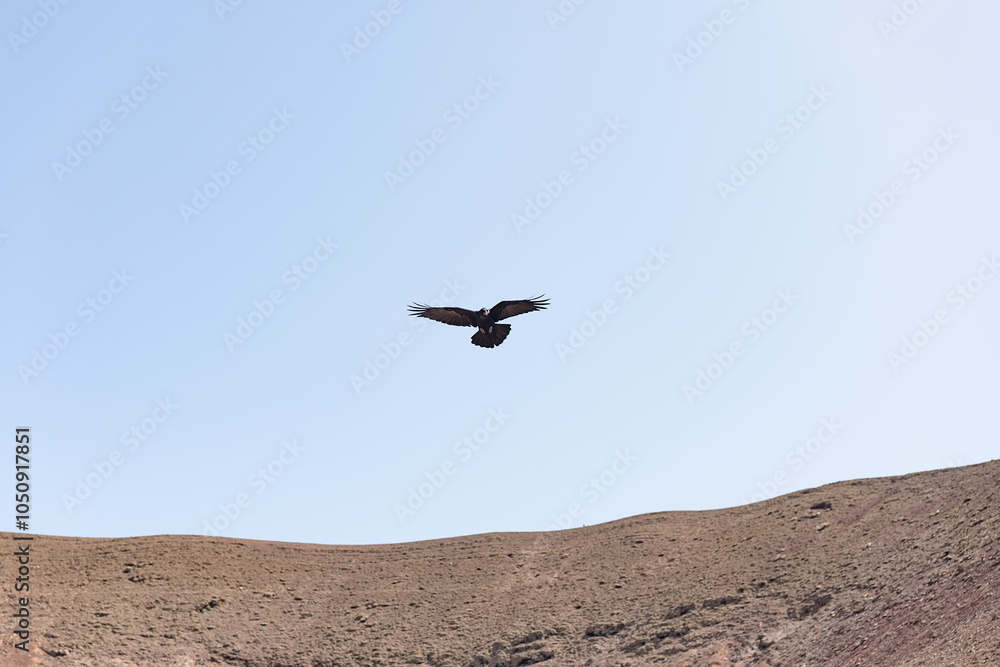 Raven flying over the arid landscape of Fuerteventura Raven flying over the arid landscape of Fuerteventura