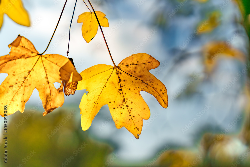 Obraz premium Vibrant Yellow Autumn Leaves Gracefully Against a Soft, Blurred Background for Impact