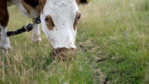 Guernsey cow grazing peacefully in a field photo