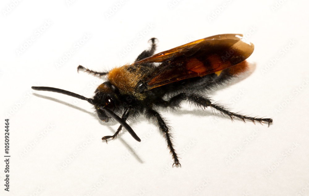 The mammoth wasp (Megascolia maculata) is a species of wasp belonging to the family Scoliidae in the order Hymenoptera. Scolia Male. The mammoth wasp (Megascolia maculata) is a species of wasp belonging to the family Scoliidae in the order Hymenoptera. Scolia Male.