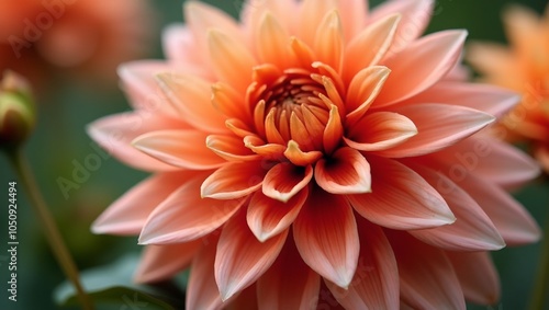 Vibrant coral dahlia with dew starburst pattern and soft green background