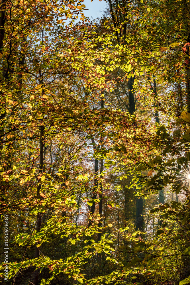 Fototapeta premium Experience the beauty of autumn foliage illuminated by sunlight filtering through the trees