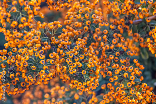 Pyracantha coccinea sunny star scarlet firethorn ornamental shrub, bright orange group of fruits hanging on autumnal shrub, green leaves photo