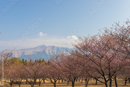 Kawazu cherry blossoms in Minamiaso photo