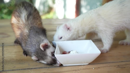 Two ferrets enjoying a meal on a wooden table. One white ferret eats from a white glass bowl, while the brown ferret is fed by hand.