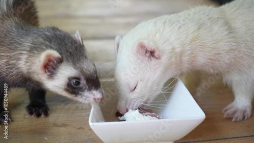 Two playful ferrets are eating on a wooden table. One eats from a bowl, and the other constantly tries to look into the bowl with food.