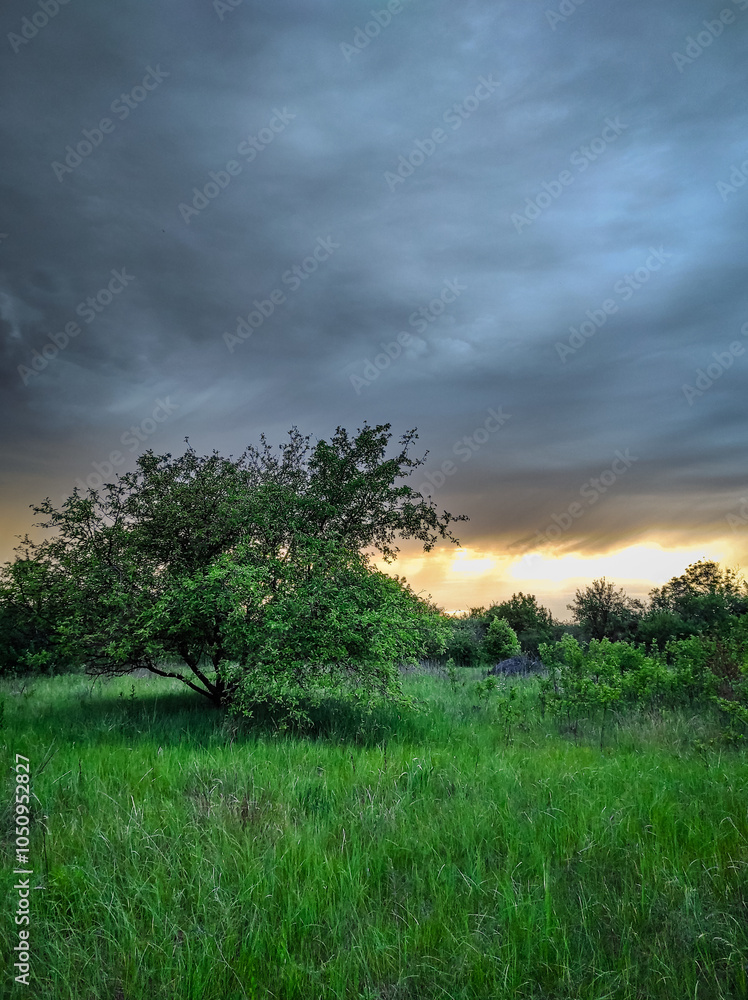 Fototapeta premium Green beautiful forest with day lights,green leaves on trees , landscape photography in the forest , summer morning in the woodlands.Landscape in Ukraine .Wild places ,maple and oak trees 