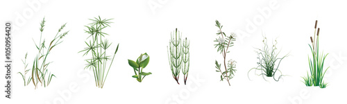 Cane, cyperus, swamp horsetail, marsh calla, wild rosemary, spreading rush Juncus spiralis, cattail. Tropical and temperate climate aquatic, coastal plants. Realistic drawings set isolated on white.