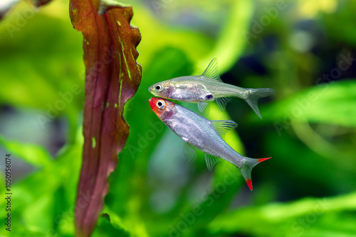 Rasbora Sawbwa - Sawbwa resplendens photo