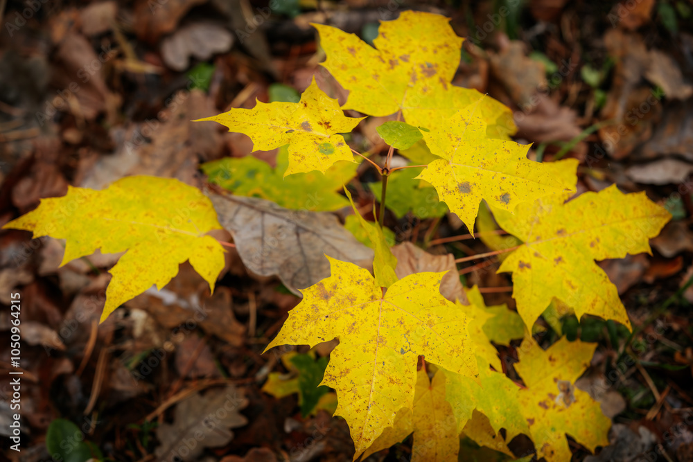 A close-up of vibrant yellow autumn leaves with speckled brown spots, resting on a forest floor covered in fallen leaves. The contrast of colors highlights the changing season A close-up of vibrant yellow autumn leaves with speckled brown spots, resting on a forest floor covered in fallen leaves. The contrast of colors highlights the changing season