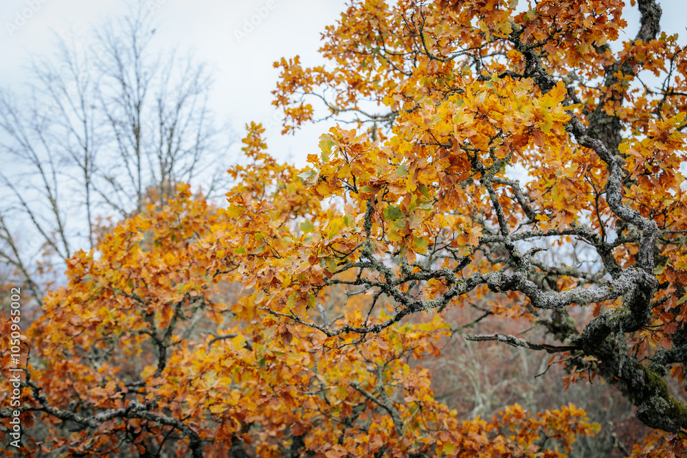 A striking yellow-leafed tree stands out against a backdrop of bare branches covered in lichen in a forest during autumn. The contrasting colors emphasize the change of seasons A striking yellow-leafed tree stands out against a backdrop of bare branches covered in lichen in a forest during autumn. The contrasting colors emphasize the change of seasons
