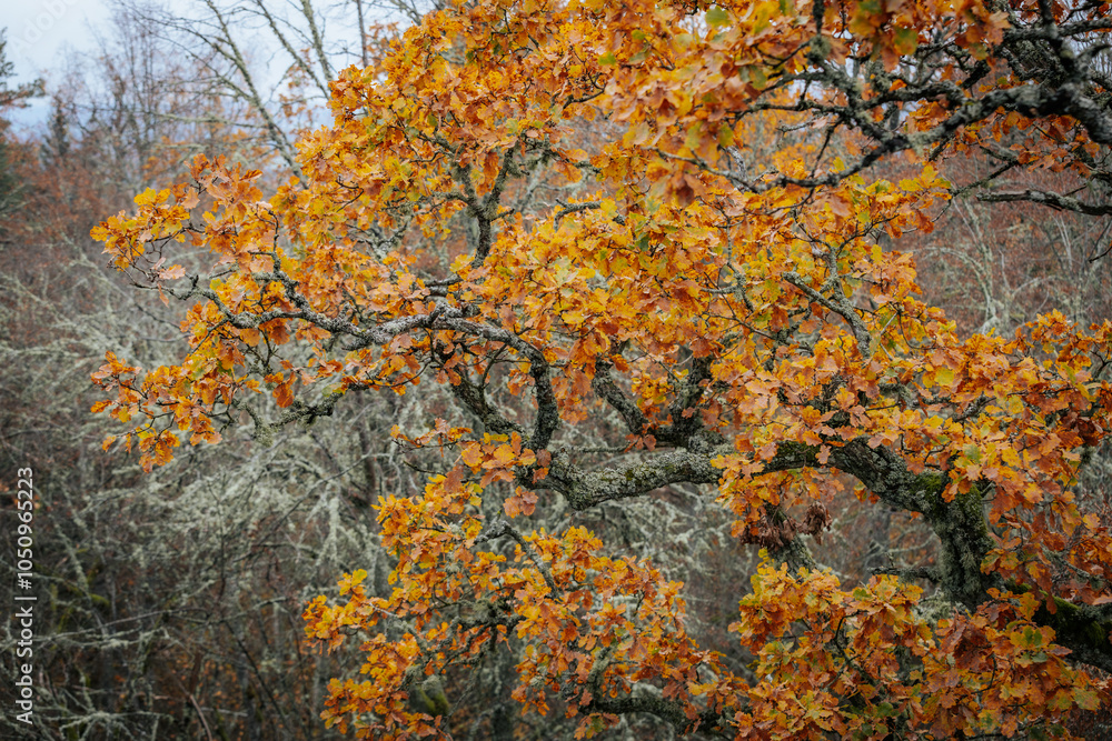 A striking yellow-leafed tree stands out against a backdrop of bare branches covered in lichen in a forest during autumn. The contrasting colors emphasize the change of seasons A striking yellow-leafed tree stands out against a backdrop of bare branches covered in lichen in a forest during autumn. The contrasting colors emphasize the change of seasons