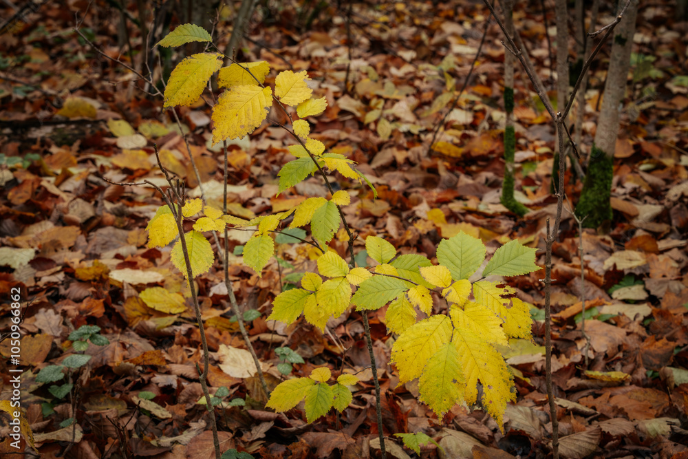 A close up of yellow autumn leaves with brown spots, clinging to a branch in a forest. The background is blurred, highlighting the details of the leaves A close up of yellow autumn leaves with brown spots, clinging to a branch in a forest. The background is blurred, highlighting the details of the leaves