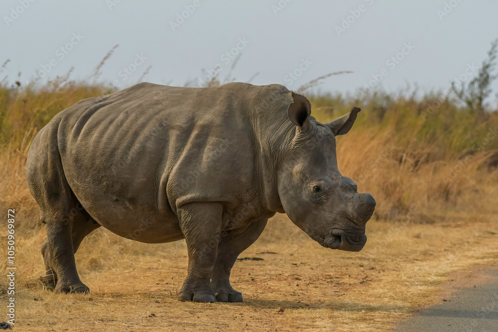 White Rhinoceros in south african safari White Rhinoceros in south african safari